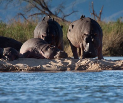 Picture of Zimbabwean Hippos