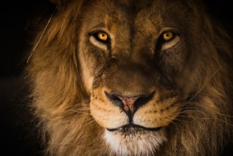 Image de The Kings Gaze