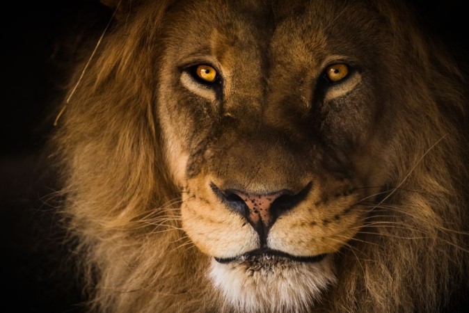 Picture of The Kings Gaze