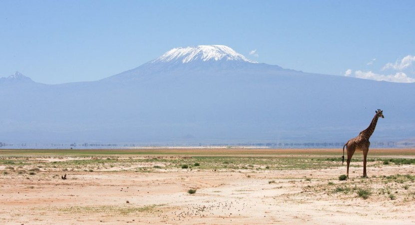 Picture of Giraffa con Kilimangiaro