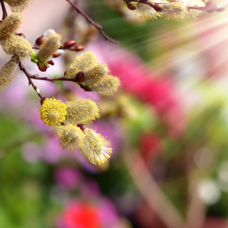 Picture of Primo piano di un ramo di Salice amento
