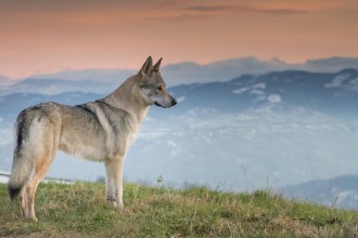 Slika Wolf