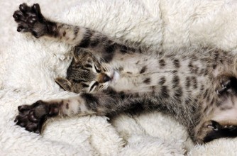 Image de Funny small kitten