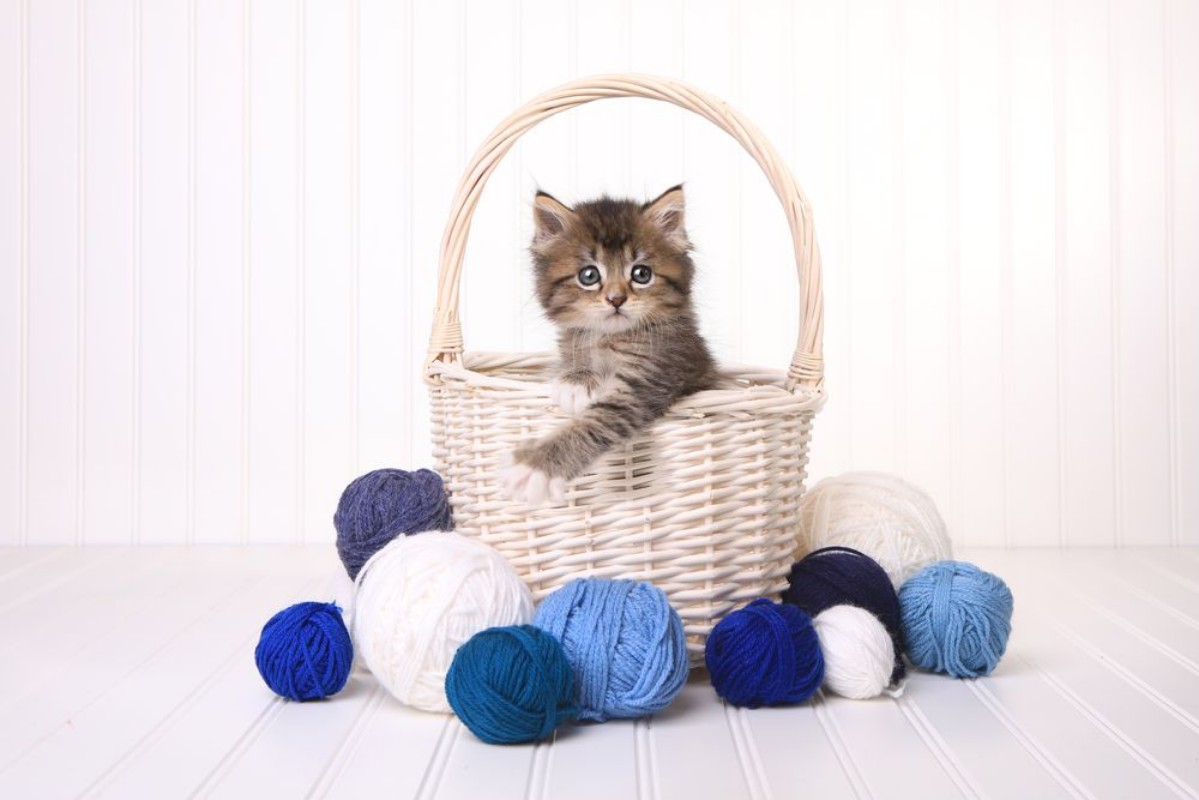 Afbeeldingen van Kitten in Yarn Basket