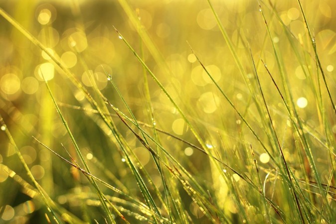 Picture of Razor Sharp Grass