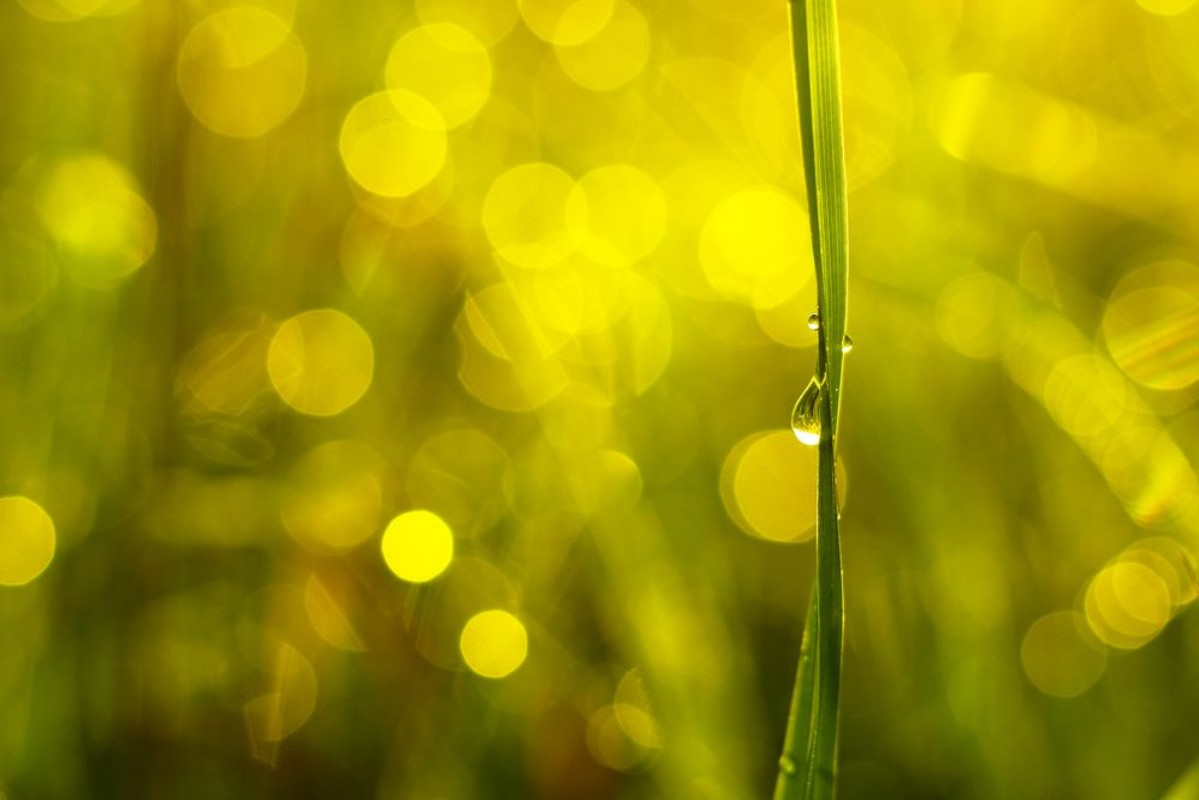 Picture of Drip Drop