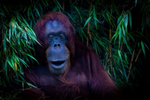 Afbeeldingen van Friendly Orangutan