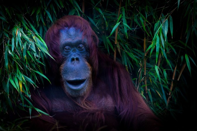 Picture of Friendly Orangutan