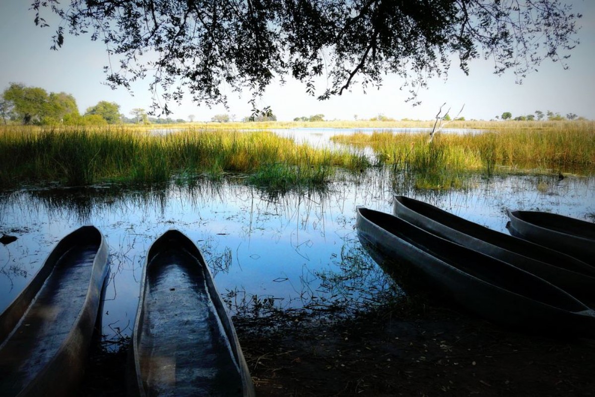 Picture of A pack of mokoros ready to sail across the waters of the Okavango Delta Botswana