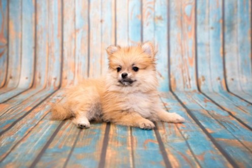 Afbeeldingen van Pomeranian on blue wooden background