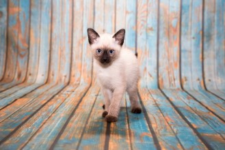 Image de Siamese on blue wooden background