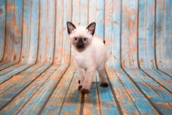 Afbeeldingen van Siamese on blue wooden background