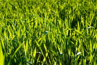 Image de Green Straw Grass