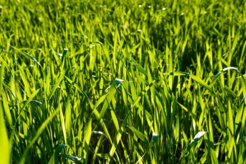 Picture of Green Straw Grass