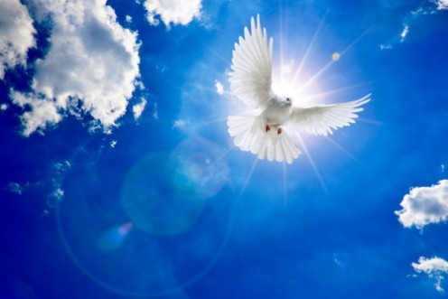 Image de Weisse Taube am Himmel mit Sonne und Wolken