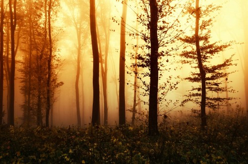 Picture of Autumn forest sunset