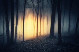 Bild von Sunset light in dark fantasy forest