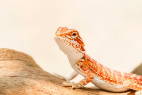 Afbeeldingen van Bearded Dragon Pogona vitticeps