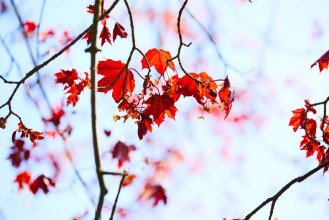 Slika Maple leaves