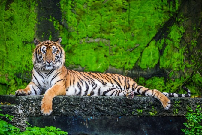 Picture of Bengal tiger