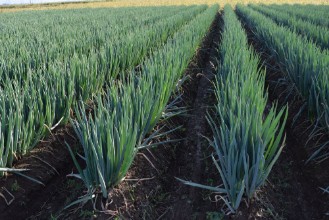 Image de Pineapple Farm