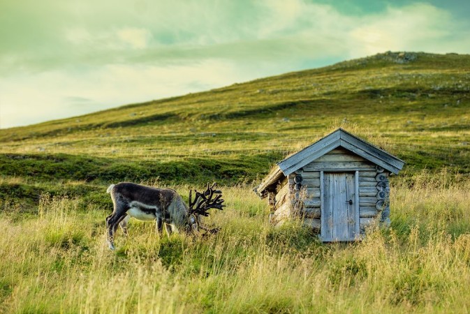 Imagem de Deer grazing in a meadow in Lapland near the small old wooden hut