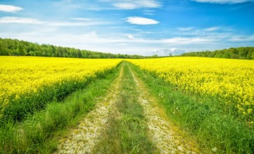 Image de Swedish rape field in May