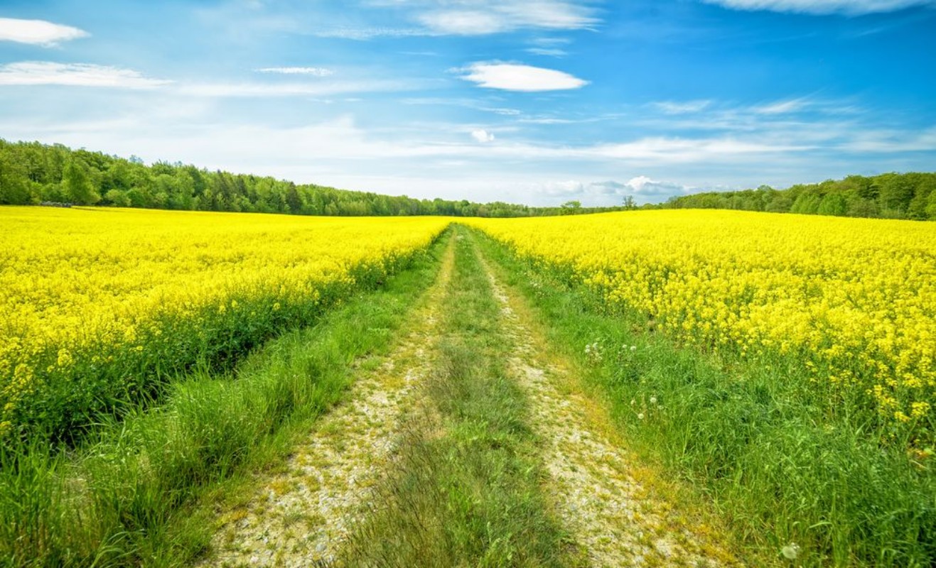 Afbeeldingen van Swedish rape field in May