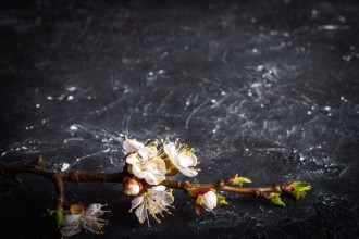 Pilt Flowering branch on a dark background