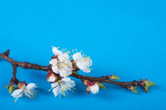 Image de Flowering branch on a bright background