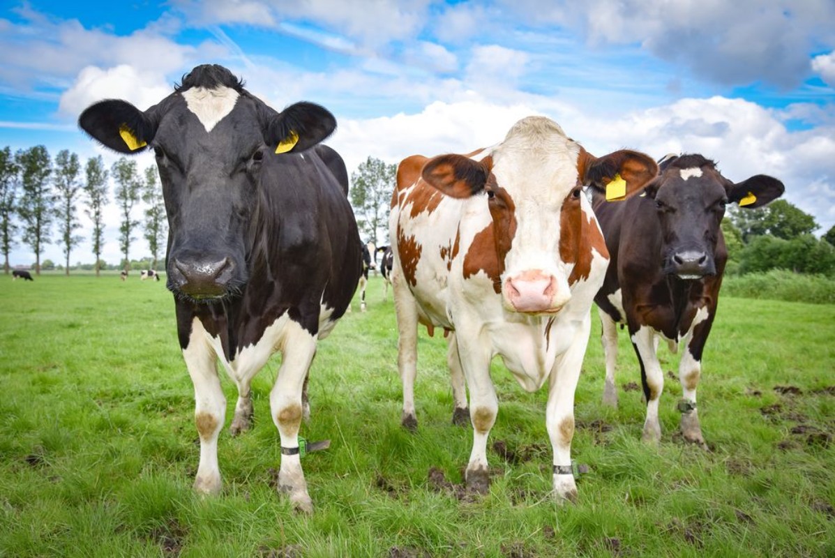 Bild på Drei Milchkhe auf einer Weide Portrait