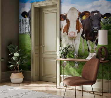 Picture of Drei Milchkhe auf einer Weide Portrait