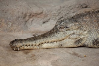 Image de Slender-snouted crocodile Mecistops cataphractus