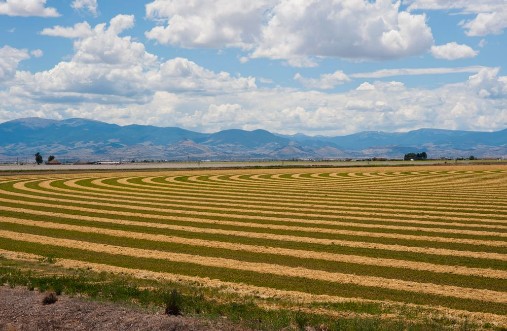 Afbeeldingen van Cut Hay Field Patterns