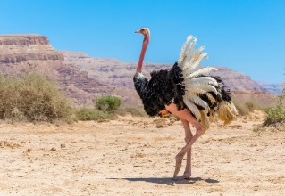 Kép Wandering Ostrich