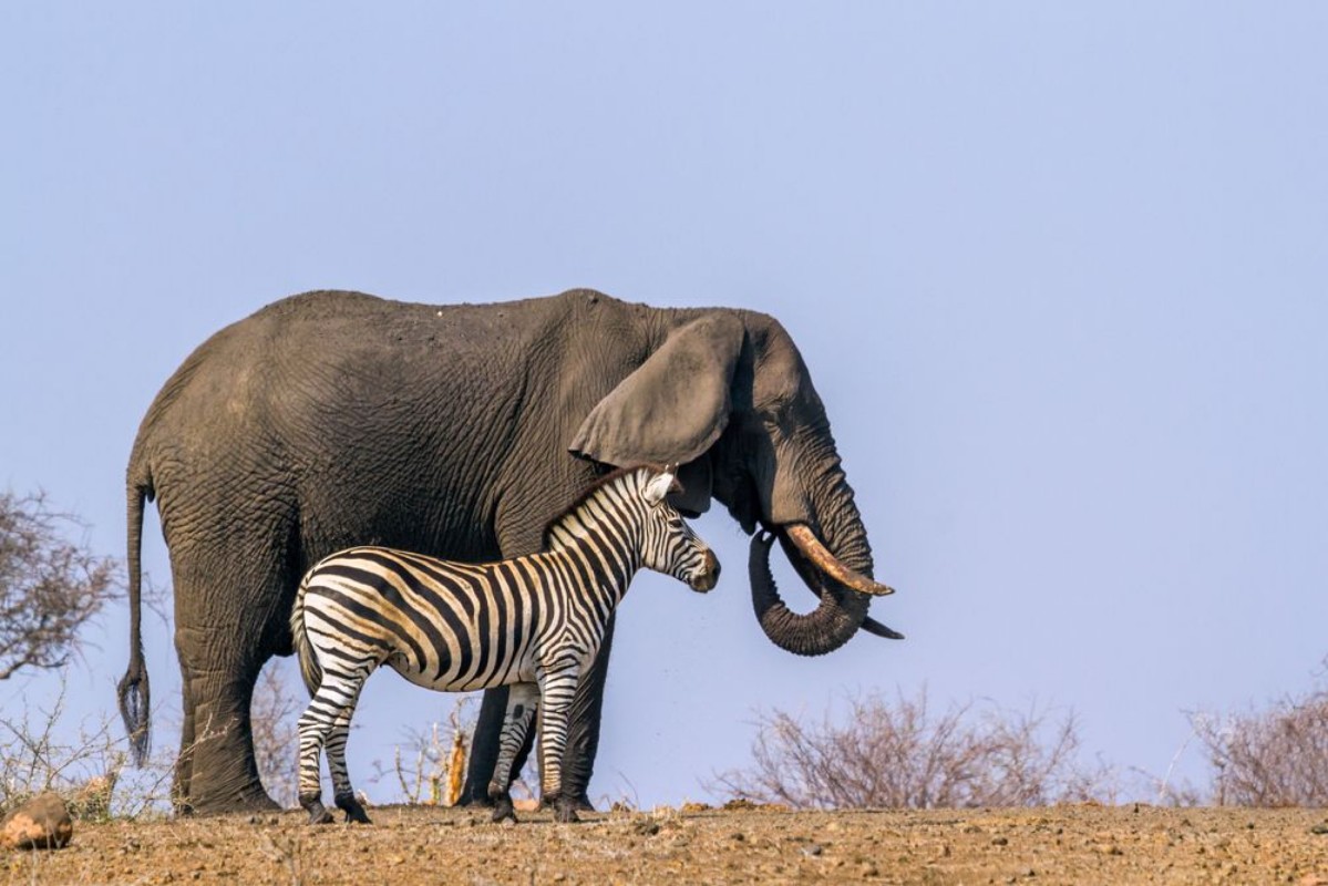 Image de Plains zebra and African bush elephant in Kruger National park South Africa