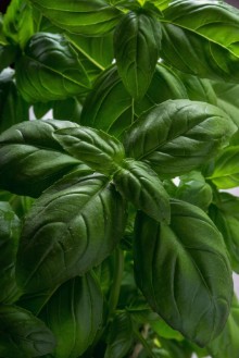 Slika Bush basil