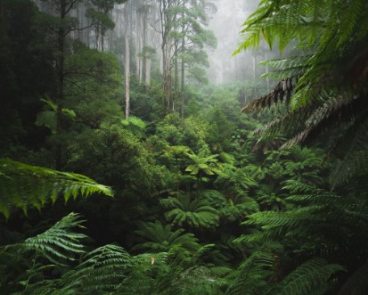 Picture of Lush Rainforest with morning fog