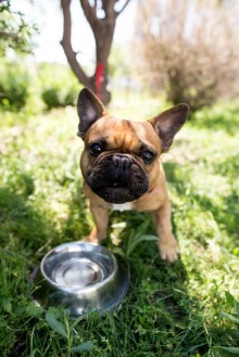 Immagine di French Bulldog