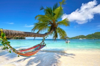 Picture of Hngematte an gebogener Palme am Meer