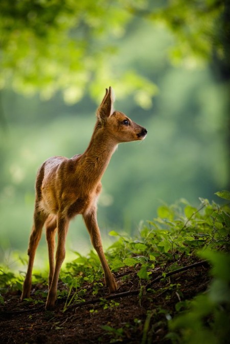 Picture of Junges Reh steht auf einer Waldlichtung
