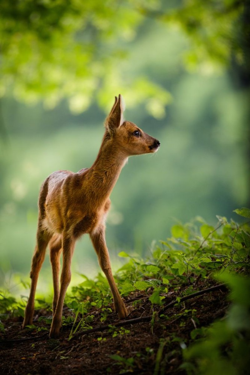Image de Junges Reh steht auf einer Waldlichtung