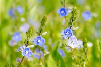 Bild von Blue wildflowers at the meadow