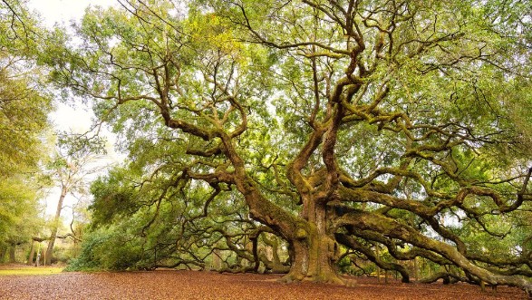 Picture of 400 Years Old