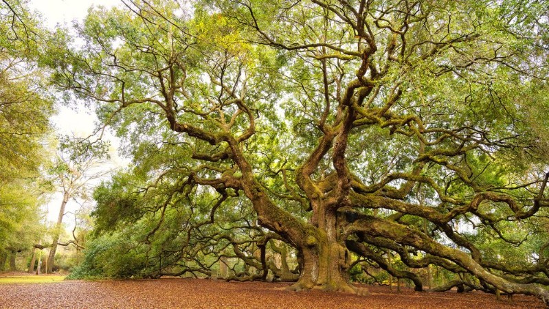 Picture of 400 Years Old