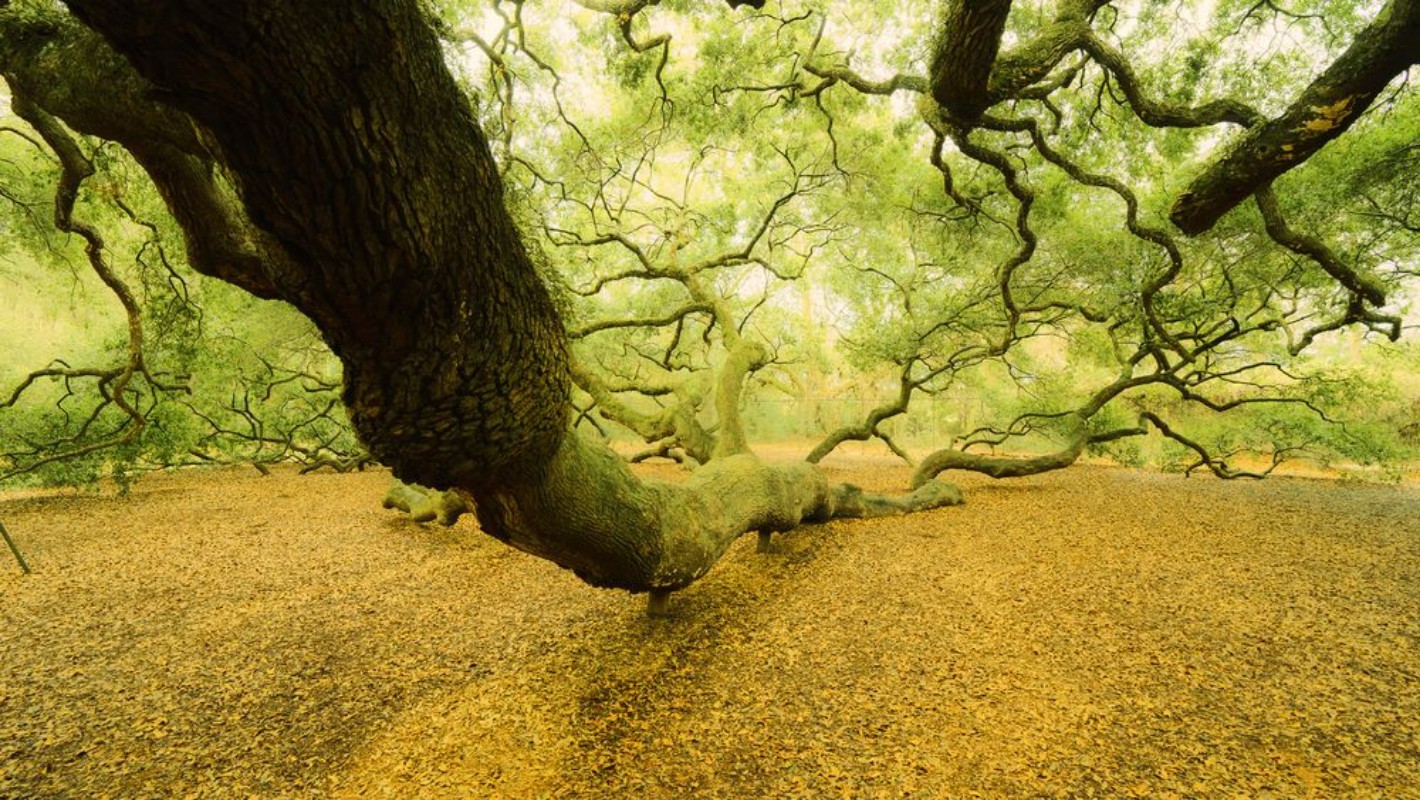 Afbeeldingen van Reaching Infinity