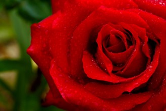 Immagine di Beautiful red rose closeup
