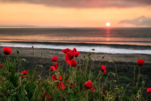Picture of Seascape with Poppies
