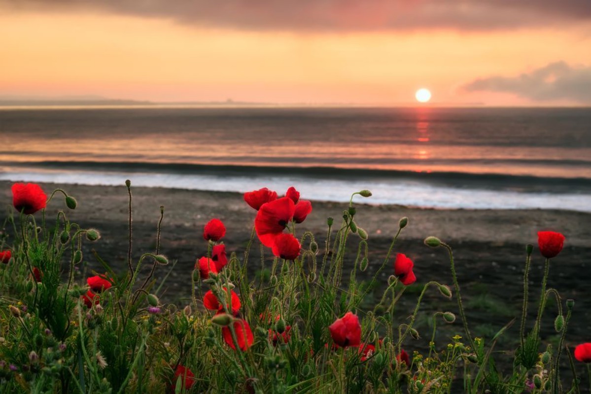 Image de Seascape with Poppies