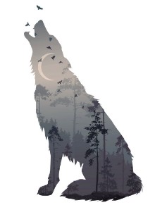 Image de Silhouette of the howling wolf Inside of it is a mysterious night forest with a moon and flying birds Vector illustration isolated object